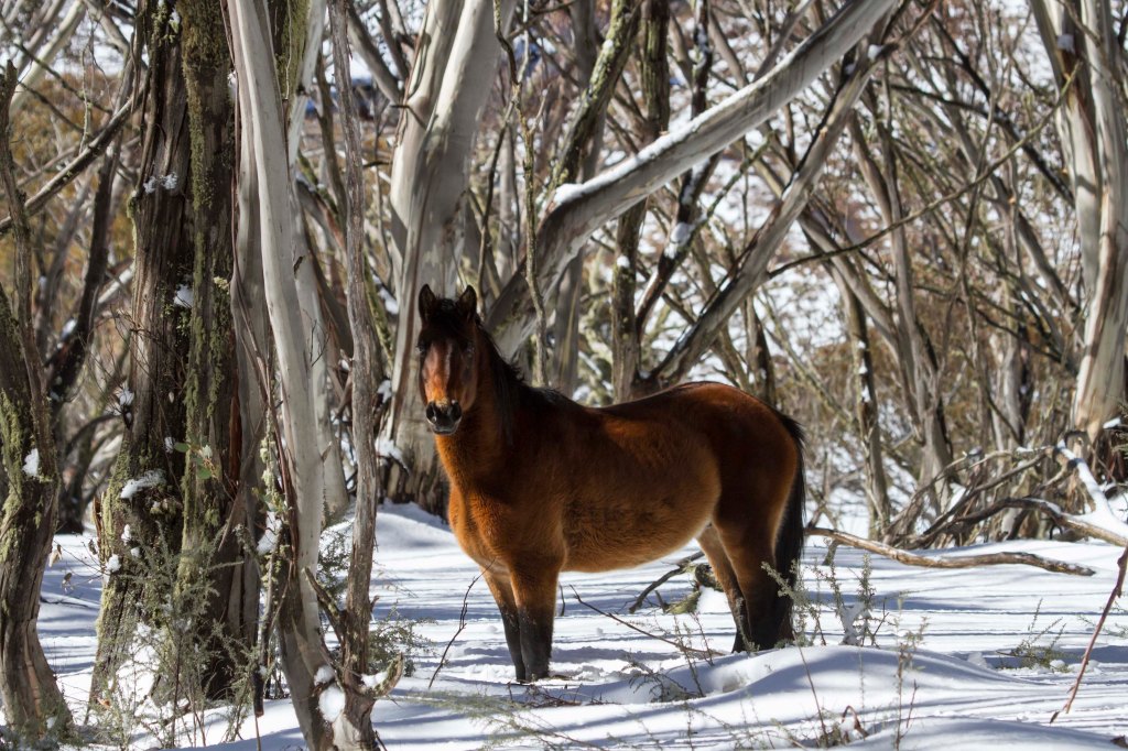 Brumby in the Snowy Mountains, NSW
